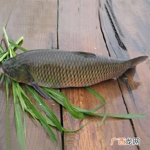 人工繁殖鱼苗养殖技术大全 长鱼养殖