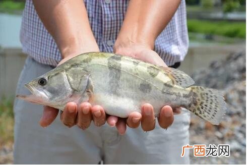 鳜鱼的繁殖技术 成鳜养殖成败的原因