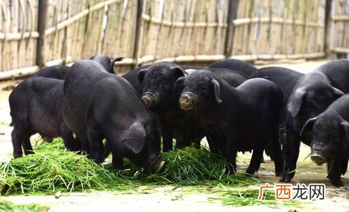 香猪怎么养 从江香猪放养殖视频