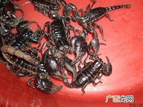 人工养殖蝎子 大棚蝎子养殖成功了吗