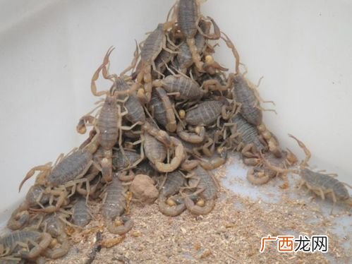 大棚种植技术 大棚蝎子养殖技术