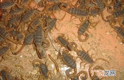 大棚种植技术 大棚蝎子养殖技术