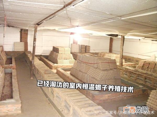 人工养殖蝎子 大棚养殖蝎子温差太大