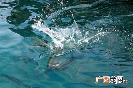 大水面养殖场评估 大水面养殖建设