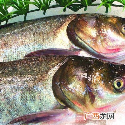 大头鱼怎么养 大头鱼高产养殖