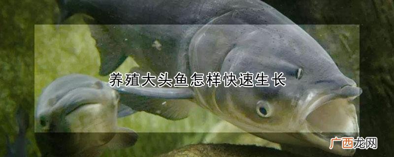 大头鱼怎么养 大头鱼高产养殖