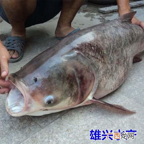 大头鱼怎么养 大头鱼高产养殖