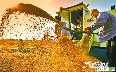 大豆的需肥规律是什么？不可不知