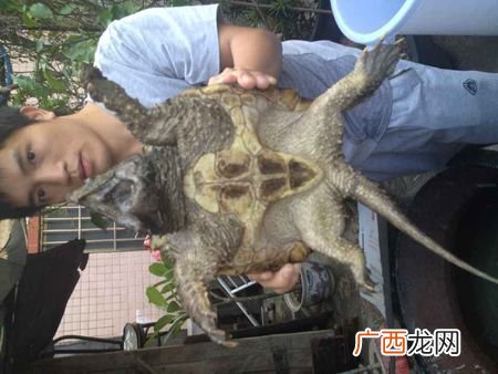 仓鼠大型养殖场视频 大型鳄龟养殖场视频