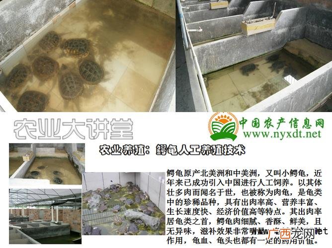 仓鼠大型养殖场视频 大型鳄龟养殖场视频