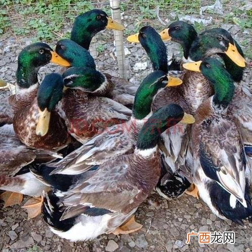养鸭大棚价格 大余鸭养殖视频
