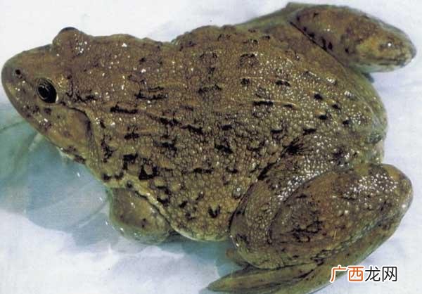 野生水鸡怎么养 水鸡养殖技术