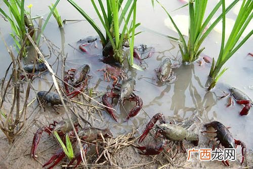 养殖龙虾 水库小龙虾怎么养殖