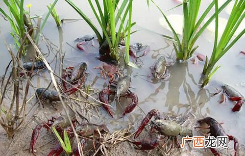 养殖龙虾 水库小龙虾怎么养殖