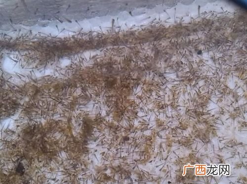 水泥花盆能养活花吗 水泥池水花养殖技术