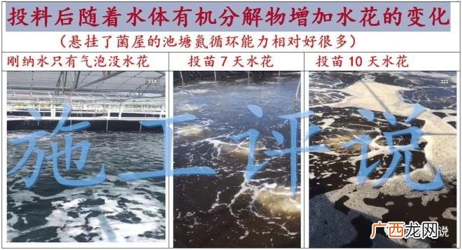 水泥花盆能养活花吗 水泥池水花养殖技术