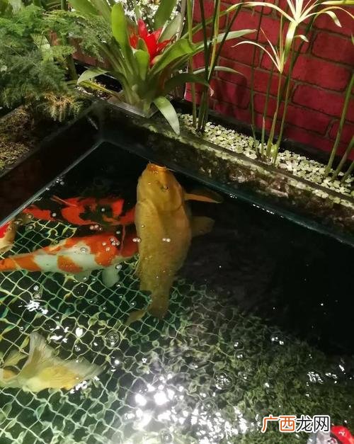 水泥花盆能养活花吗 水泥池水花养殖技术