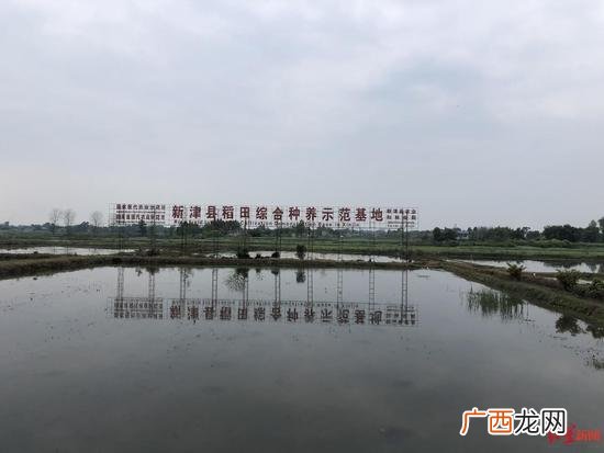 龙虾养殖 四川龙虾养殖加盟