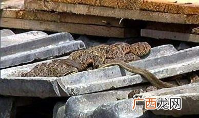 四川大型肉牛养殖场怎么样 四川五步蛇养殖场