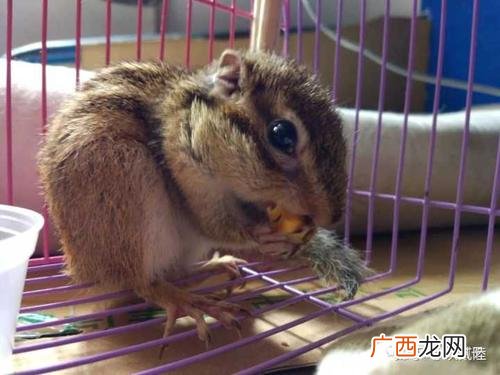 纯野兔养殖成功视频 松鼠养殖基地视频