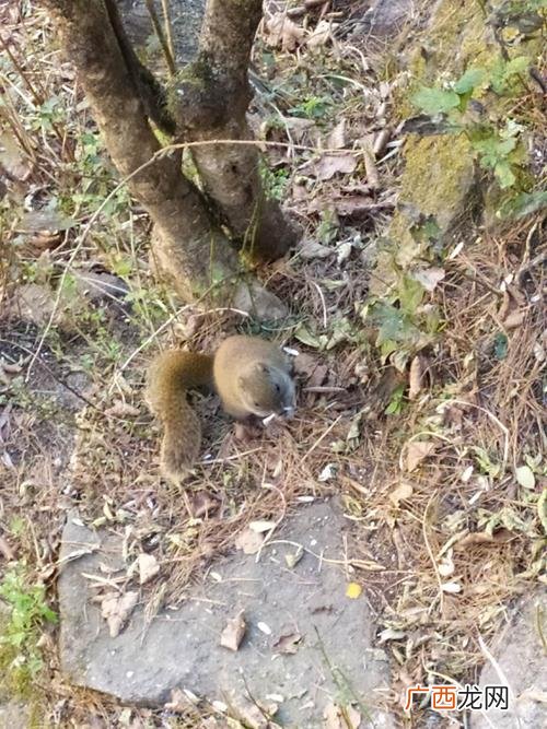 纯野兔养殖成功视频 松鼠养殖基地视频