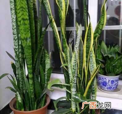 推荐几种健康花 家中养什么花好