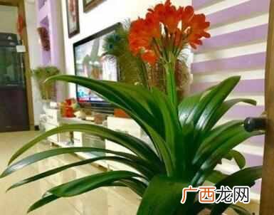 推荐几种健康花 家中养什么花好