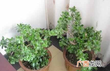 推荐几种健康花 家中养什么花好
