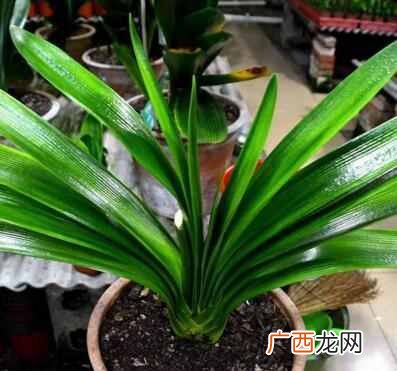 推荐几种健康花 家中养什么花好