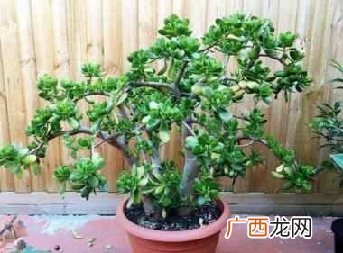 推荐几种健康花 家中养什么花好
