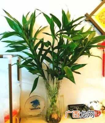 推荐几种健康花 家中养什么花好