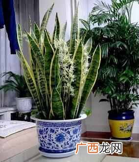 推荐几种健康花 家中养什么花好