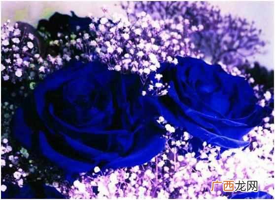 蓝色玫瑰是什么花语 蓝色玫瑰代表什么
