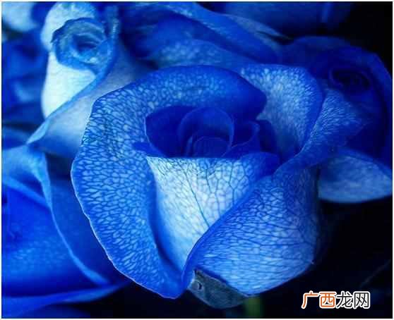 蓝色玫瑰是什么花语 蓝色玫瑰代表什么