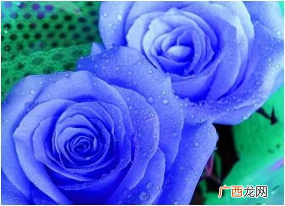 蓝色玫瑰是什么花语 蓝色玫瑰代表什么