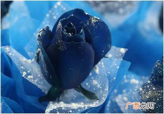 蓝色玫瑰是什么花语 蓝色玫瑰代表什么