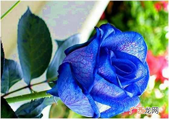蓝色玫瑰是什么花语 蓝色玫瑰代表什么