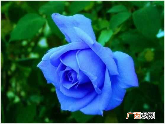 蓝色玫瑰是什么花语 蓝色玫瑰代表什么