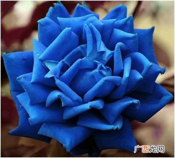 蓝色玫瑰是什么花语 蓝色玫瑰代表什么