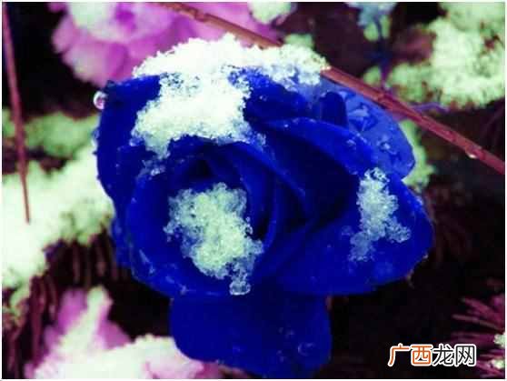 蓝色玫瑰是什么花语 蓝色玫瑰代表什么