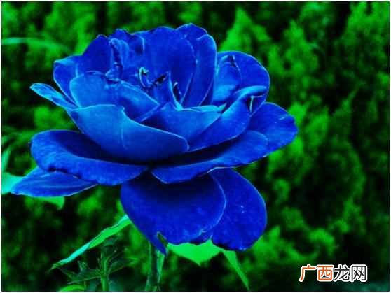 蓝色玫瑰是什么花语 蓝色玫瑰代表什么