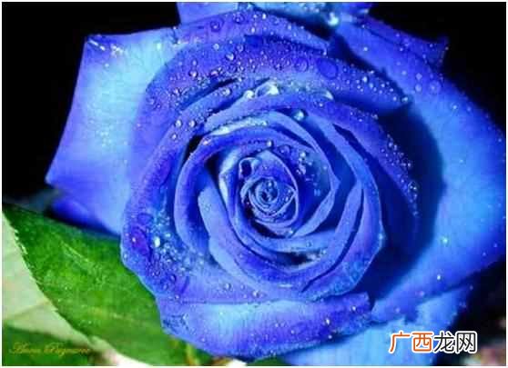 蓝色玫瑰是什么花语 蓝色玫瑰代表什么