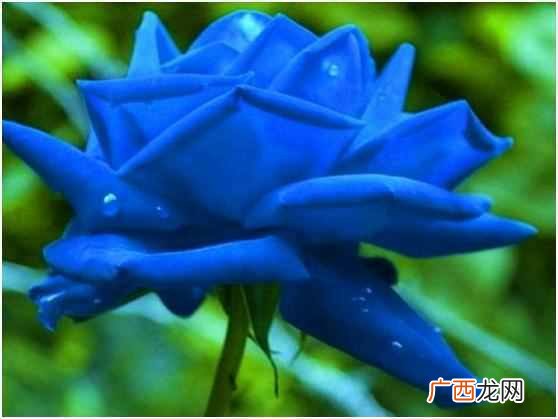 蓝色玫瑰是什么花语 蓝色玫瑰代表什么