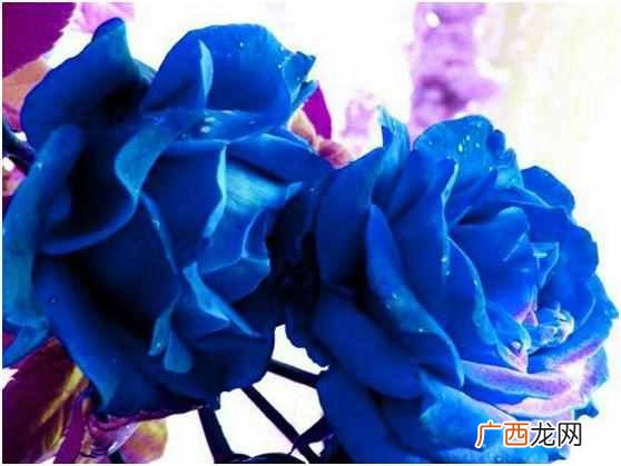 蓝色玫瑰是什么花语 蓝色玫瑰代表什么