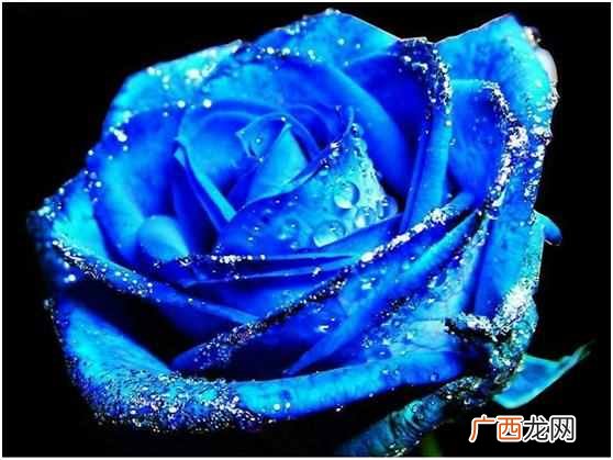 蓝色玫瑰是什么花语 蓝色玫瑰代表什么