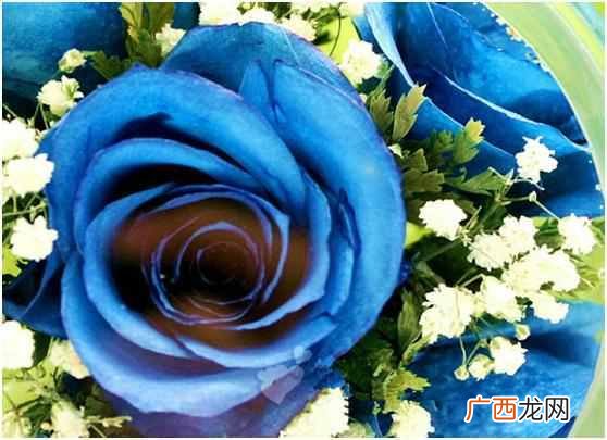 蓝色玫瑰是什么花语 蓝色玫瑰代表什么