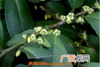 米碎花怎么养殖 米碎花的养殖方法
