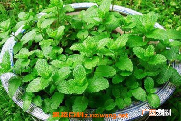 薄荷如何养殖 薄荷的养殖方法和注意事项