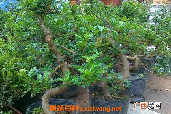 清木香的作用与功效