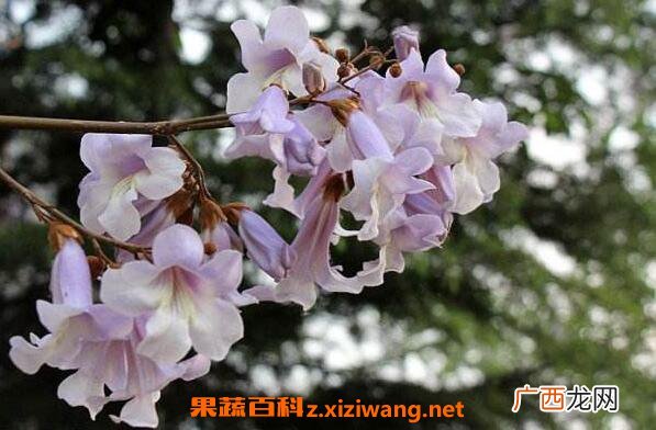 梧桐花的功效与作用 梧桐花的药用价值
